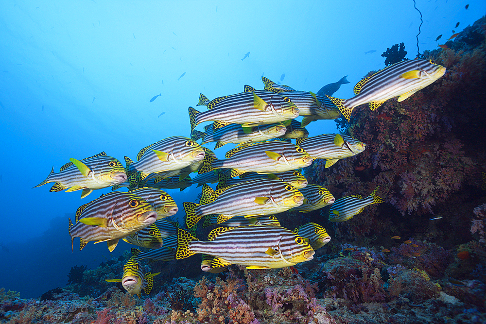 Oriental Sweetlips, Plectorhinchus vittatus, South Male Atoll, Maldives