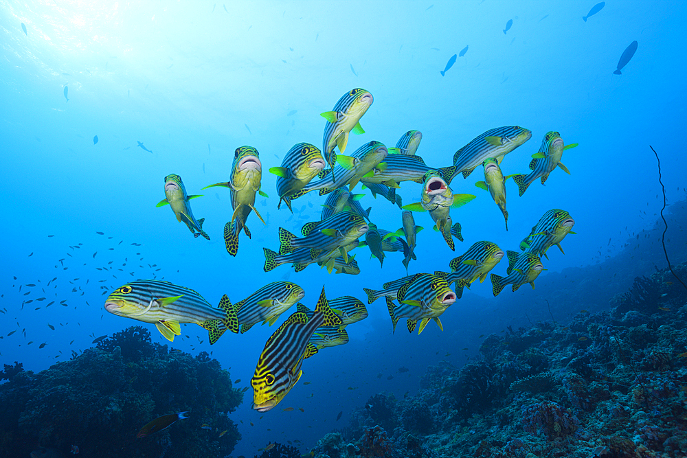 Oriental Sweetlips, Plectorhinchus vittatus, South Male Atoll, Maldives