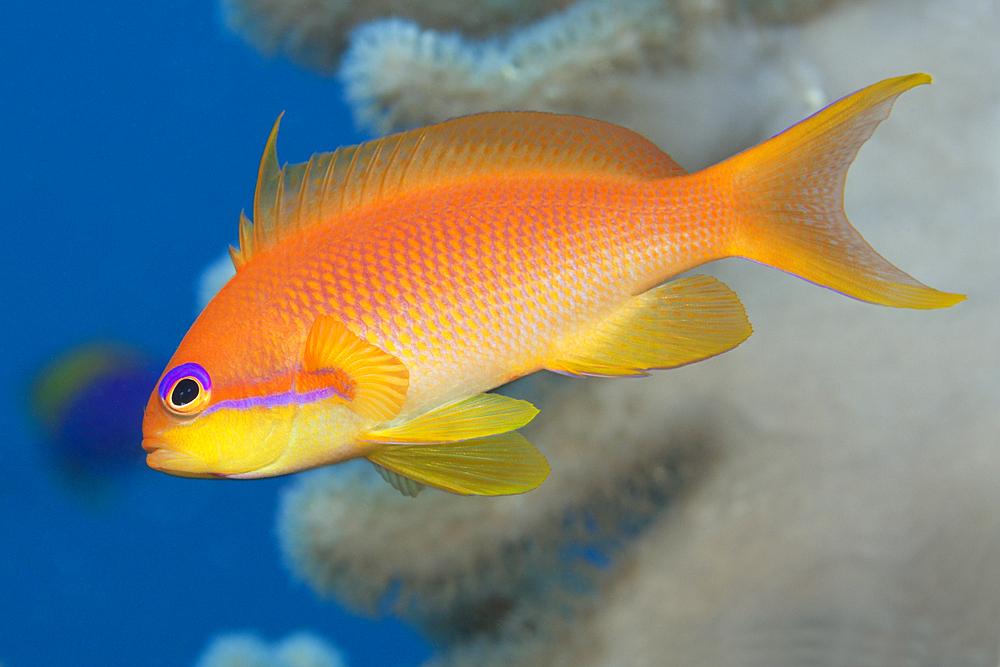 Lyretail Anthias, Pseudanthias squamipinnis, Felidhu Atoll, Maldives