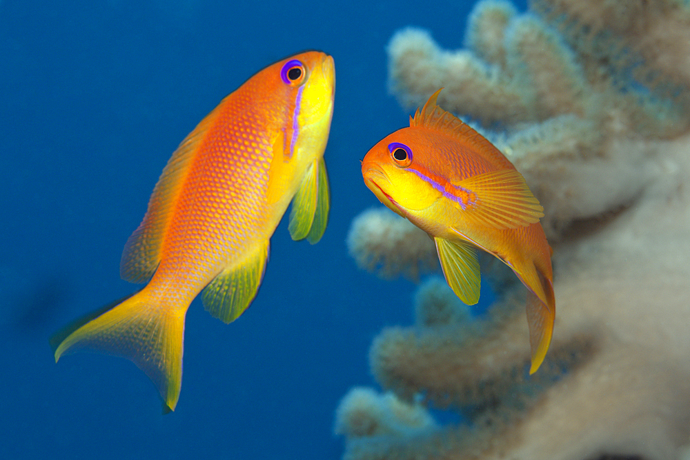 Lyretail Anthias, Pseudanthias squamipinnis, Felidhu Atoll, Maldives