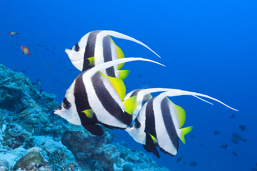 Pennant Bannerfish, Heniochus diphreutes, North Male Atoll, Maldives