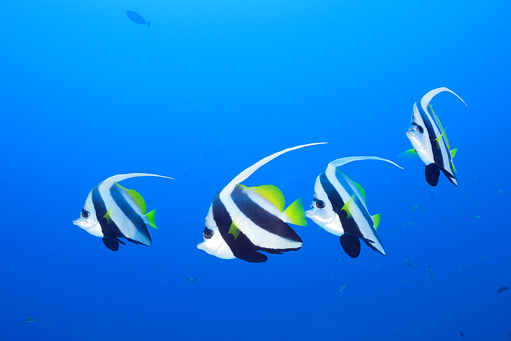 Pennant Bannerfish, Heniochus diphreutes, North Male Atoll, Maldives