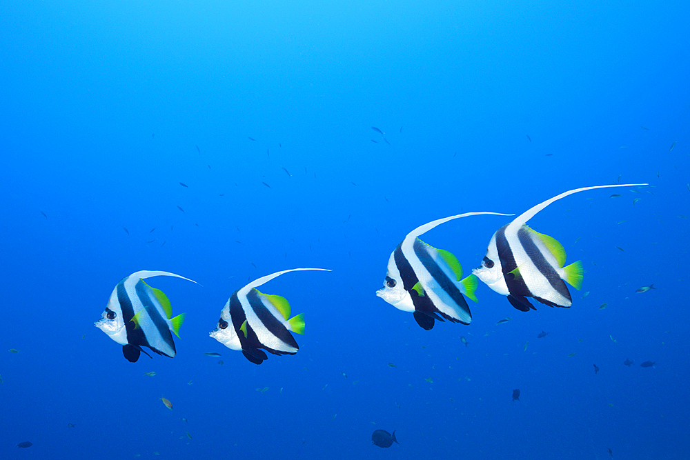 Pennant Bannerfish, Heniochus diphreutes, North Male Atoll, Maldives