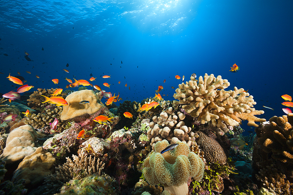 Lyretail Anthias over Coral Reef, Pseudanthias squamipinnis, Felidhu Atoll, Maldives