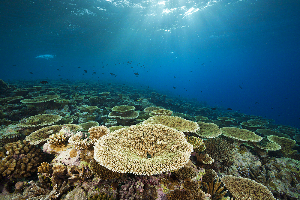 Reef of Table Corals, Acropora sp., Felidhu Atoll, Maldives