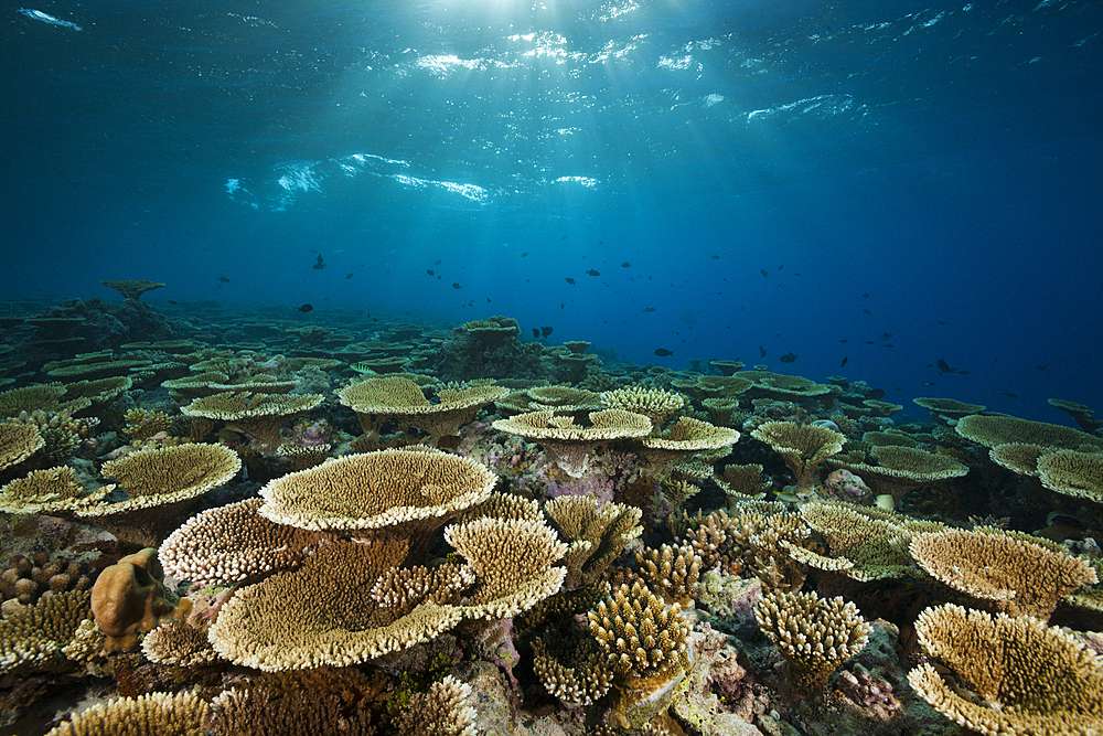 Reef of Table Corals, Acropora sp., Felidhu Atoll, Maldives