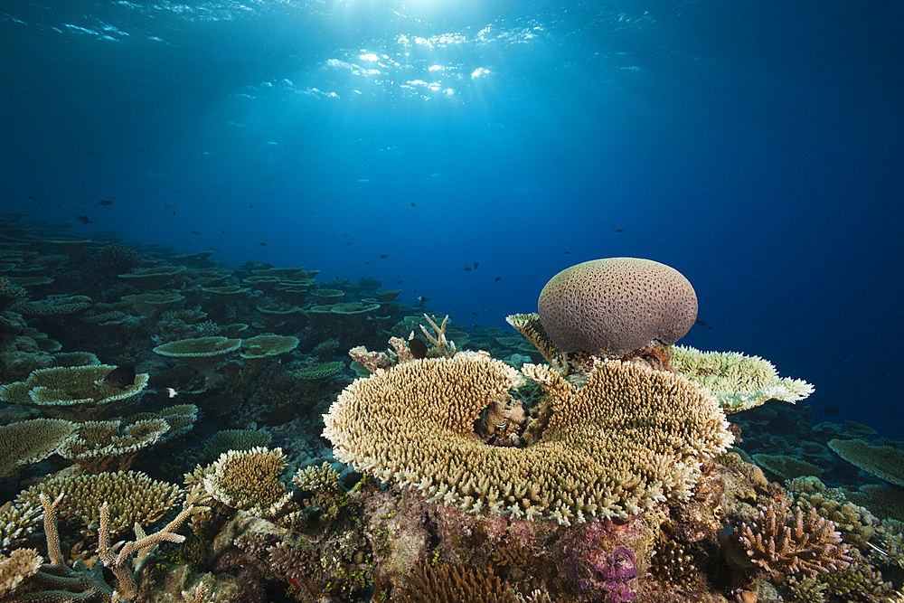 Reef of Table Corals, Acropora sp., Felidhu Atoll, Maldives