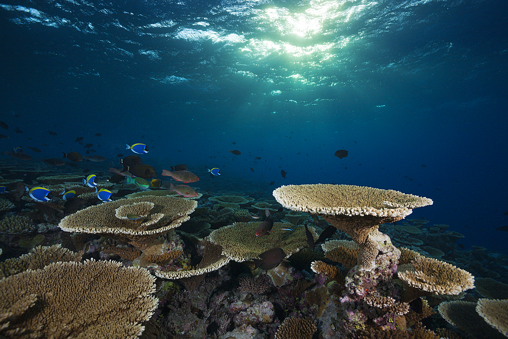 Reef of Table Corals, Acropora sp., Felidhu Atoll, Maldives