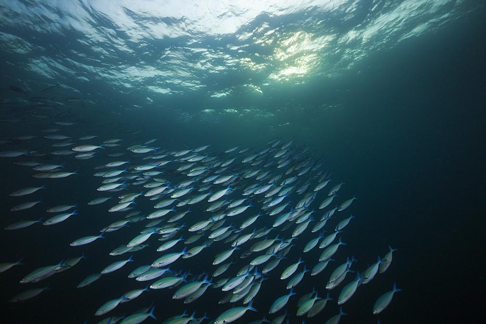 Shoal of Lunar Fusilier, Caesio lunaris, Felidhu Atoll, Maldives