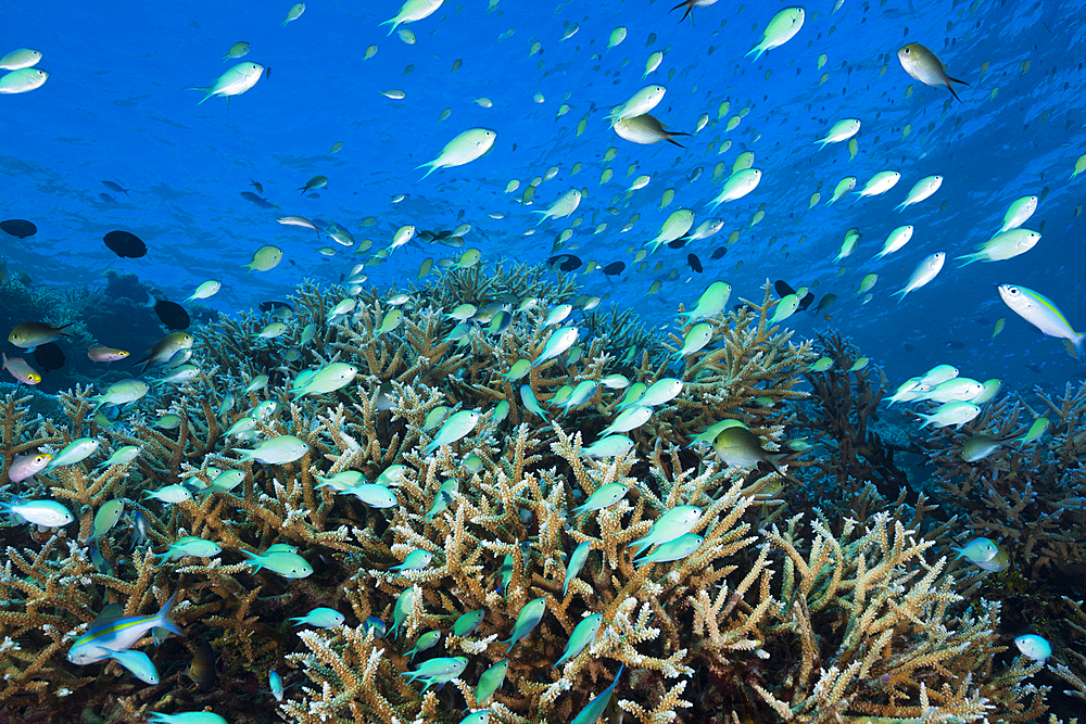 Shoal of Chromis over Reef, Chromis atripectoralis, Thaa Atoll, Maldives