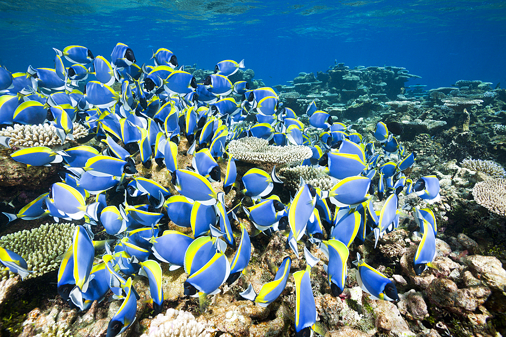 Shoal of Powder Blue Tang, Acanthurus leucosternon, Thaa Atoll, Maldives