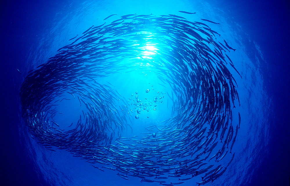 Blackfin barracuda, Sphyraena qenie, Papua New Guinea, Pacific ocean