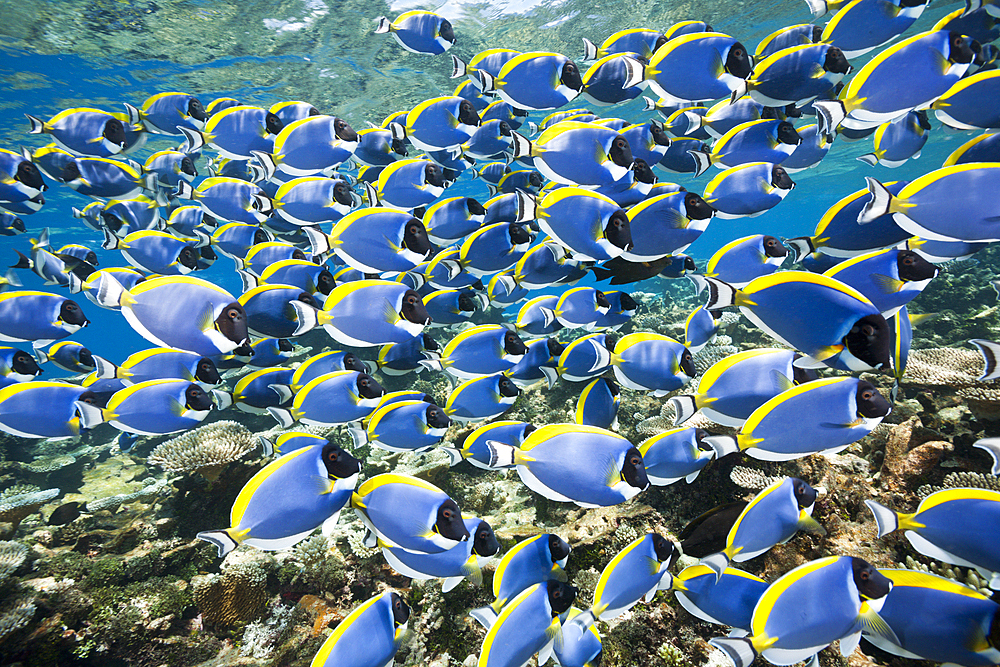 Shoal of Powder Blue Tang, Acanthurus leucosternon, Thaa Atoll, Maldives