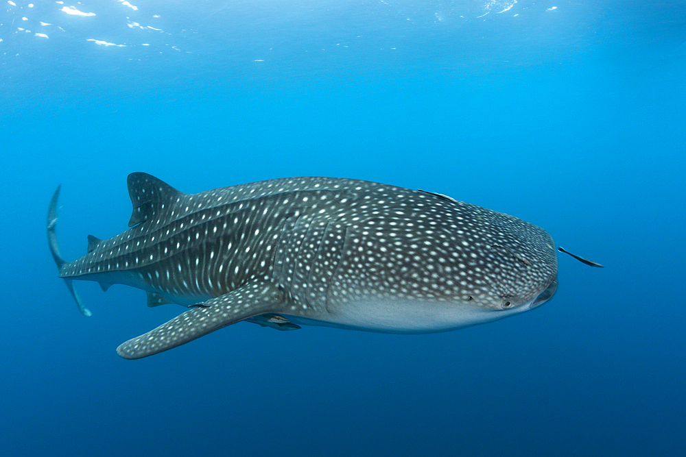 Whale Shark, Rhincodon typus, Richelieu Rock, Andman Sea, Thailand