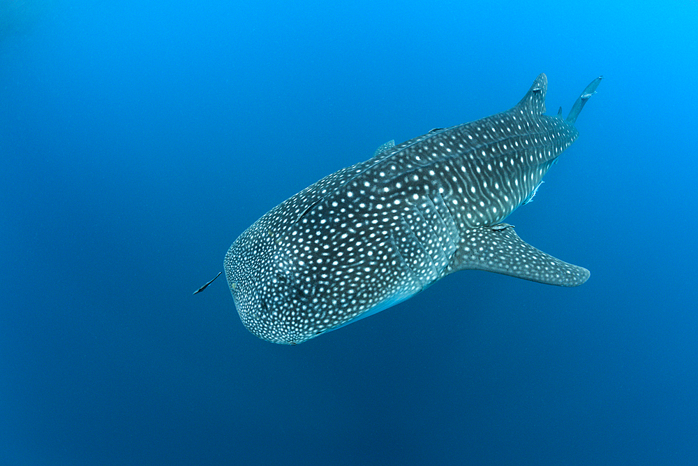 Whale Shark, Rhincodon typus, Richelieu Rock, Andman Sea, Thailand