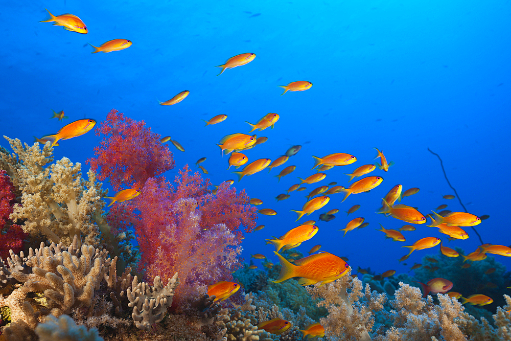 Lyretail Anthias over Reef, Pseudanthias squamipinnis, St. Johns, Red Sea, Egypt