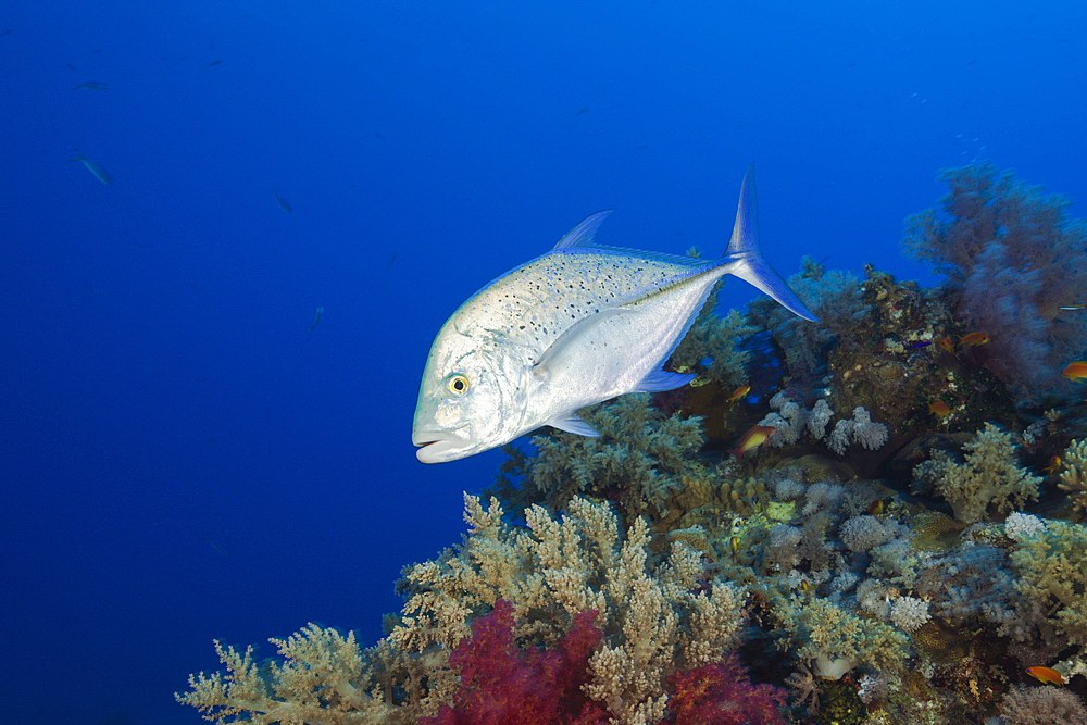 Bluefin Trevally, Caranx melampygus, St. Johns, Red Sea, Egypt