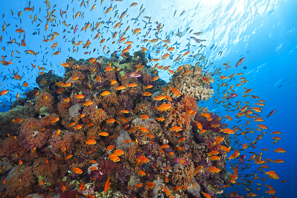 Lyretail Anthias over Reef, Pseudanthias squamipinnis, St. Johns, Red Sea, Egypt