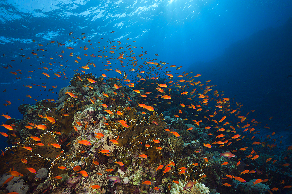 Lyretail Anthias over Reef, Pseudanthias squamipinnis, St. Johns, Red Sea, Egypt