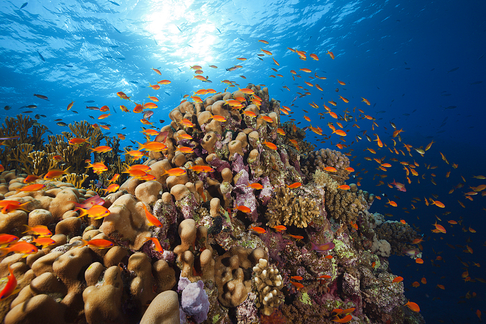 Lyretail Anthias over Reef, Pseudanthias squamipinnis, St. Johns, Red Sea, Egypt