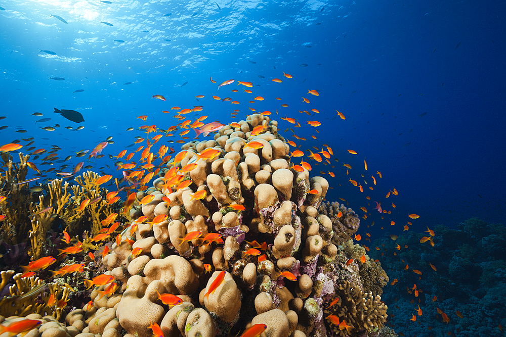 Lyretail Anthias over Reef, Pseudanthias squamipinnis, St. Johns, Red Sea, Egypt