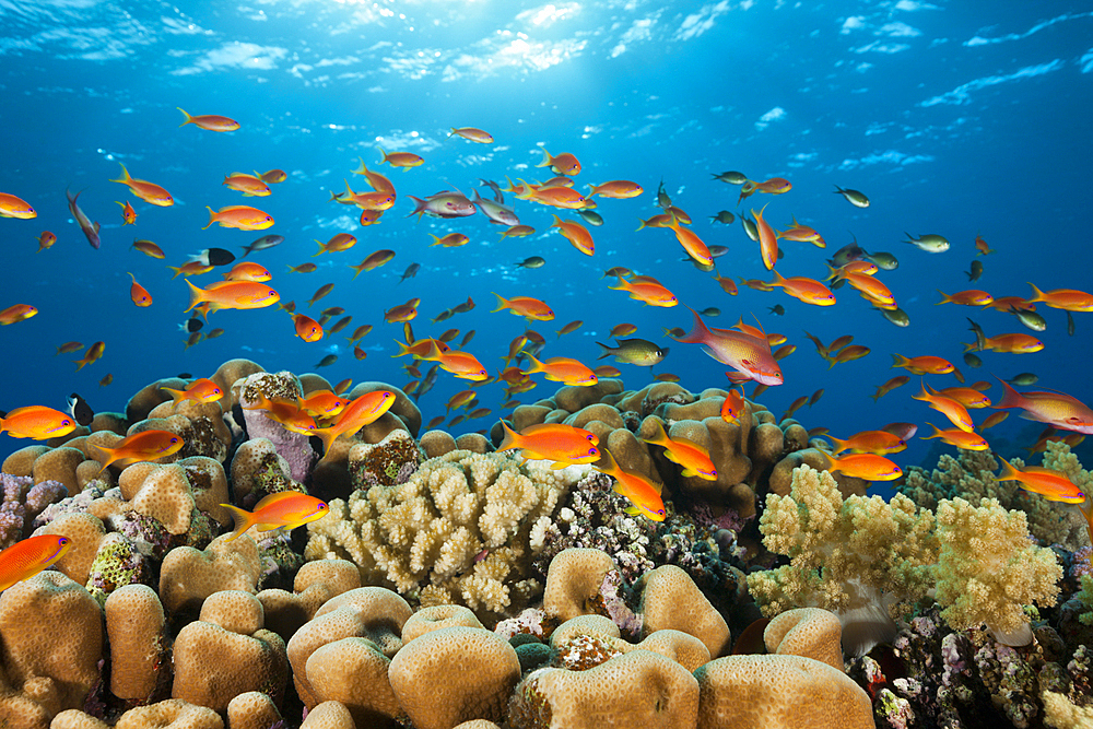 Lyretail Anthias over Reef, Pseudanthias squamipinnis, St. Johns, Red Sea, Egypt