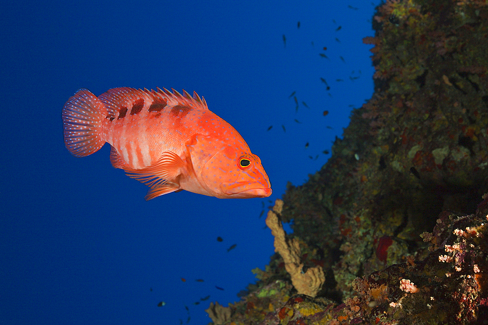 Sixspot Grouper, Cephalopholis sexmaculata, Rocky Island, Red Sea, Egypt