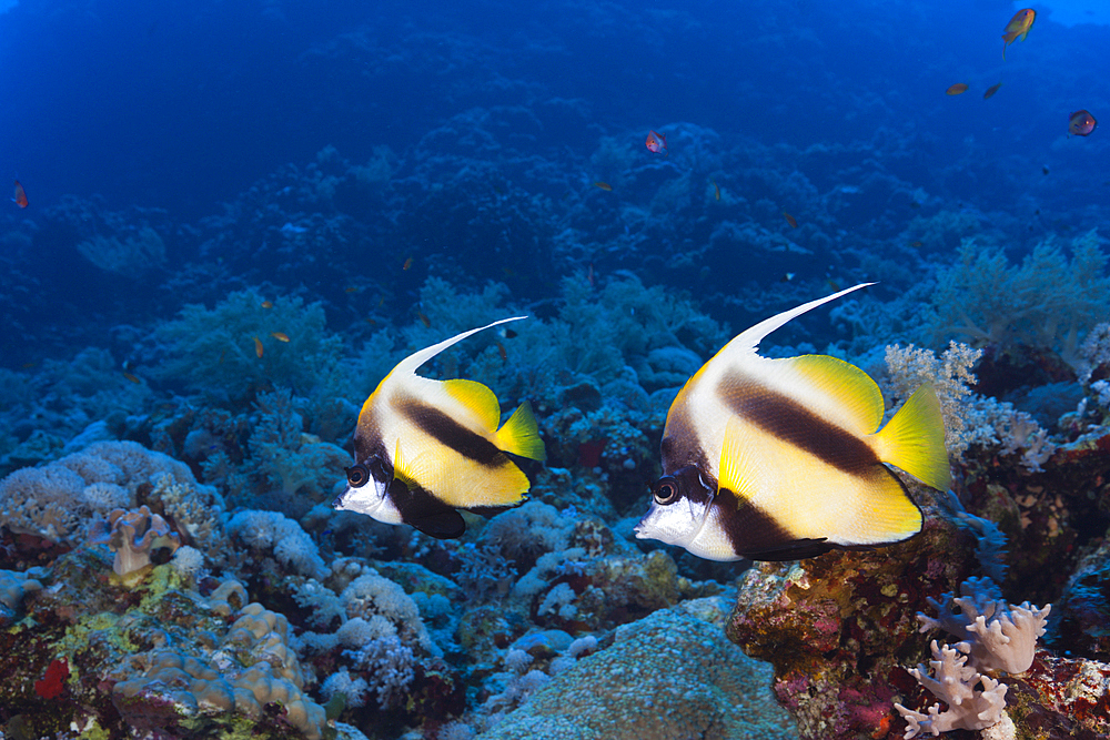 Red Sea Bannerfish, Heniochus intermedius, Rocky Island, Red Sea, Egypt