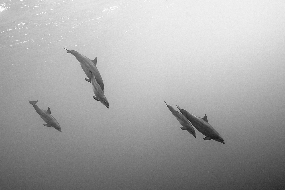 Group of Bottlenose Dolphin, Tursiops truncatus, Rocky Island, Red Sea, Egypt