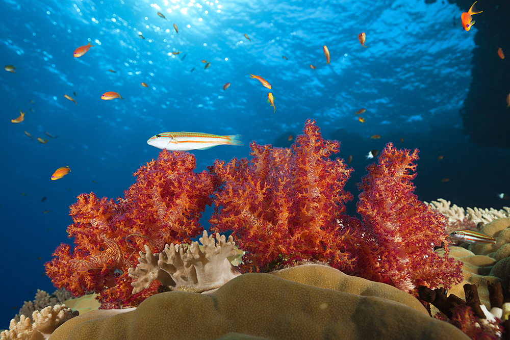 Red Soft Corals, Dendronephthya sp., Rocky Island, Red Sea, Egypt