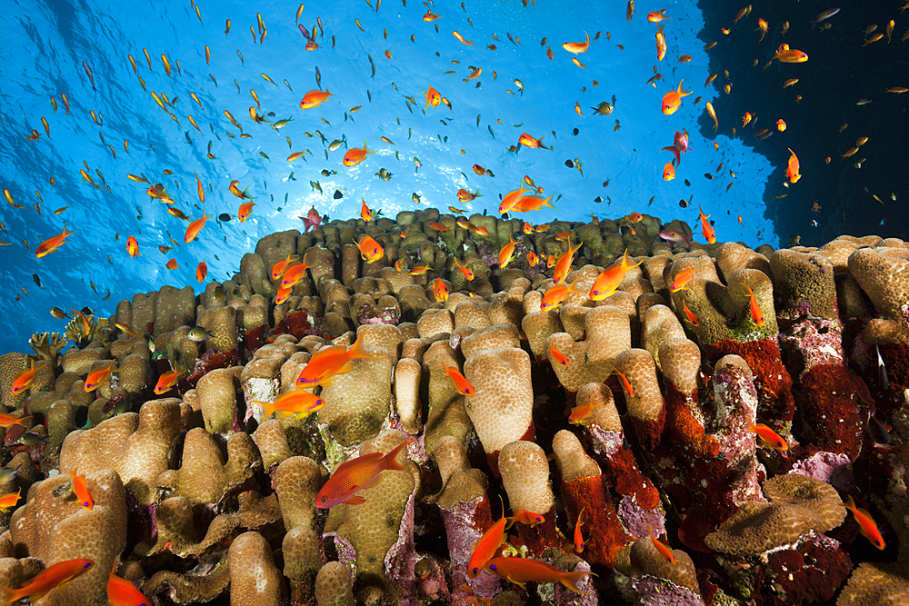 Lyretail Anthias over Reef, Pseudanthias squamipinnis, Rocky Island, Red Sea, Egypt