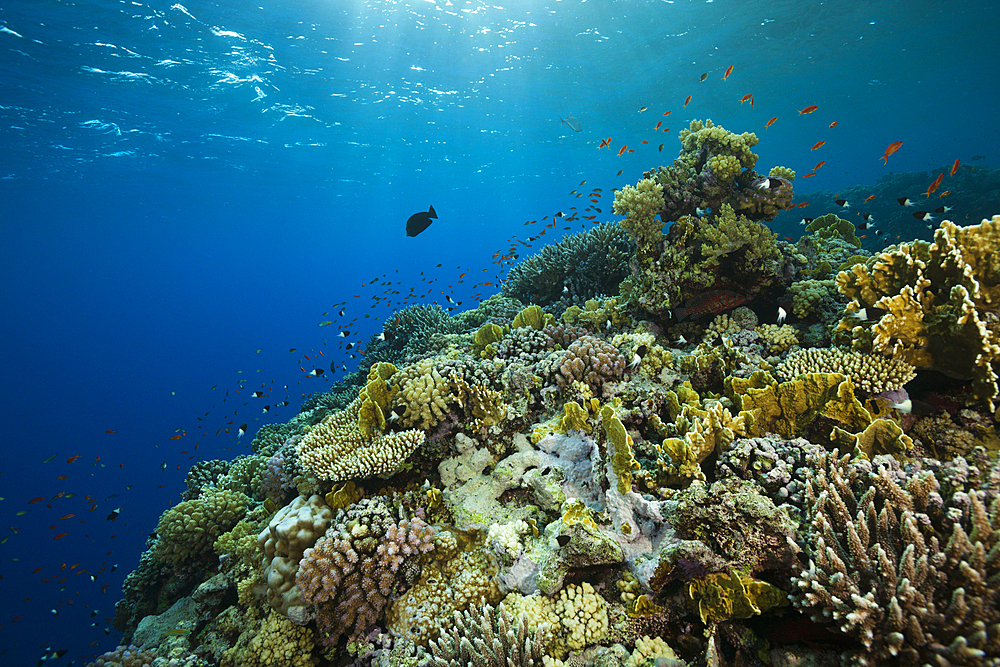 Coral on Reef Top, Rocky Island, Red Sea, Egypt