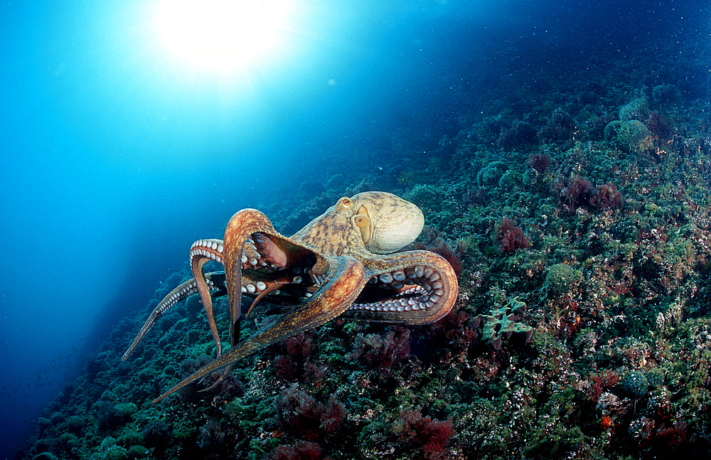 Octopus, Octopus vulgaris, Croatia, Istria, Mediterranean Sea