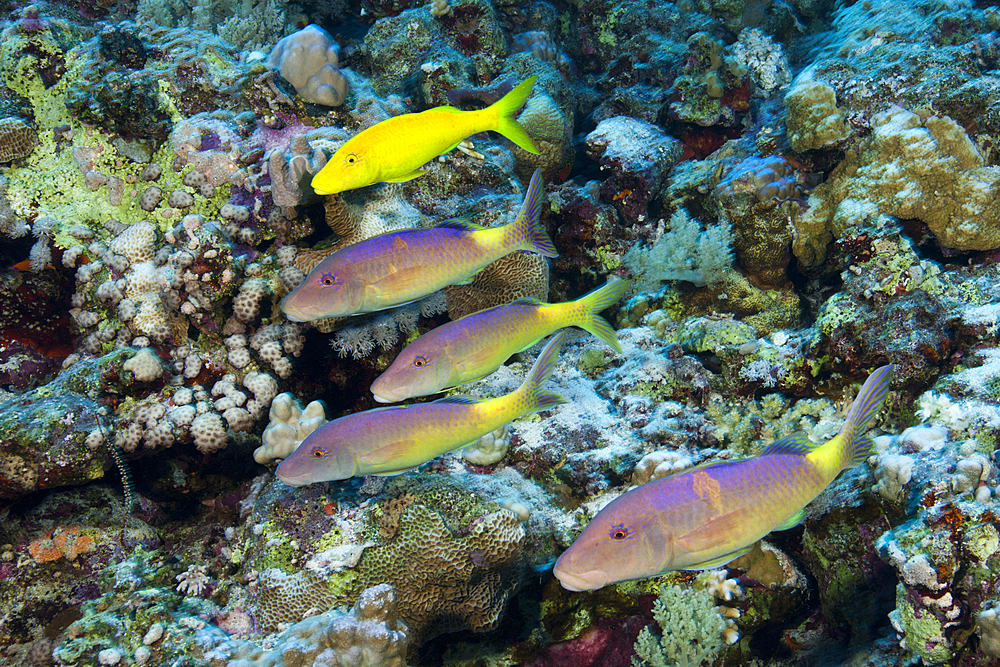 Shoal of Goldspotted Goatfish, Parupeneus cyclostomus, St. Johns, Red Sea, Egypt