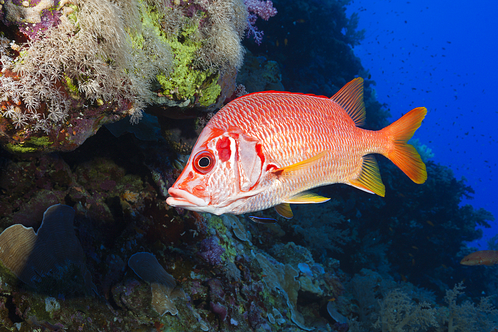 Longjawed Squirrelfish, Sargocentron spiniferum, St. Johns, Red Sea, Egypt