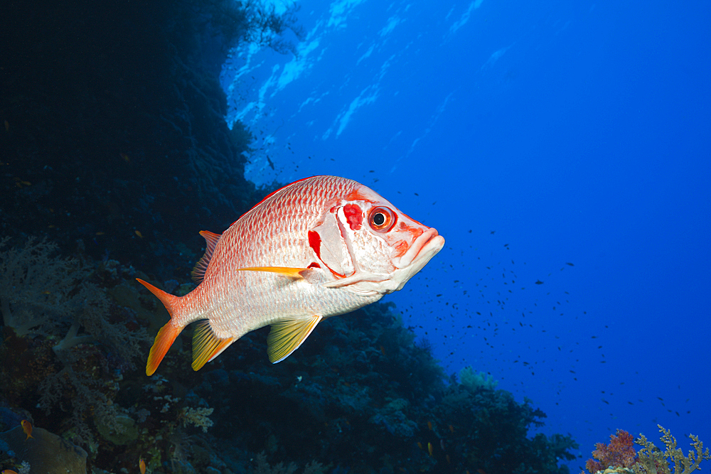 Longjawed Squirrelfish, Sargocentron spiniferum, St. Johns, Red Sea, Egypt