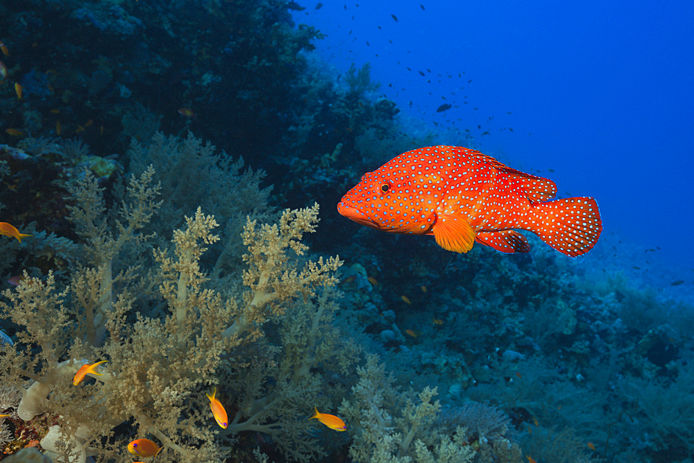 Coral Grouper, Cephalopholis miniata, St. Johns, Red Sea, Egypt