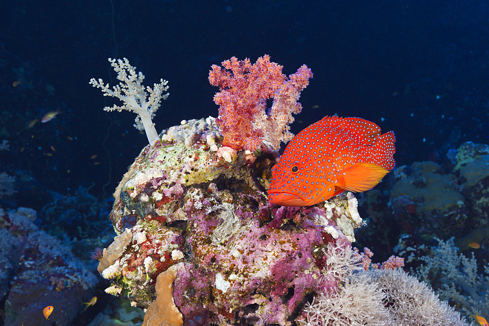 Coral Grouper, Cephalopholis miniata, St. Johns, Red Sea, Egypt