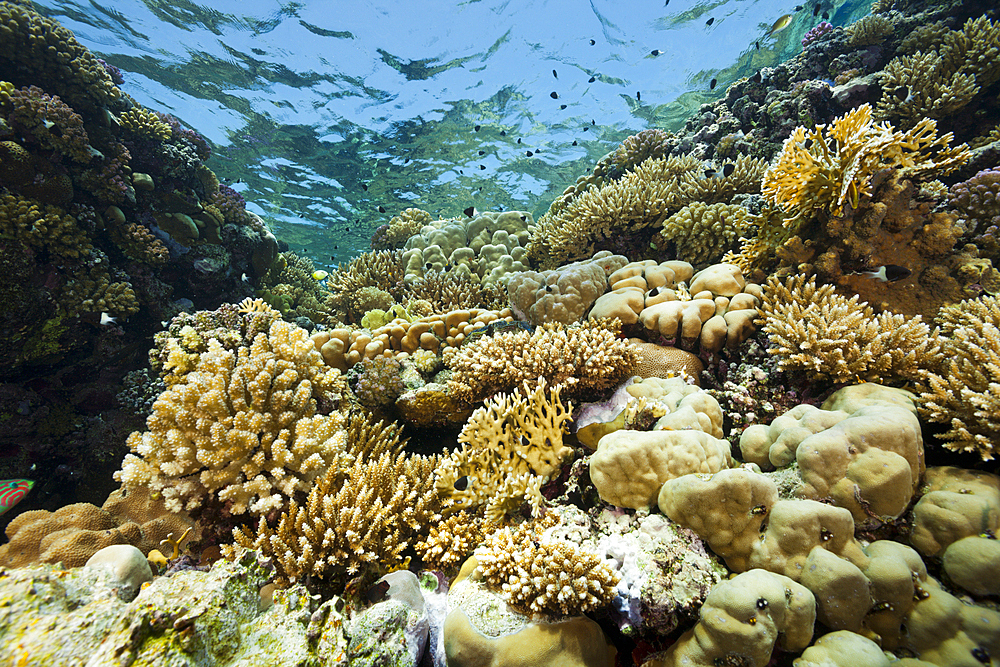 Coral on Reef Top, St. Johns, Red Sea, Egypt