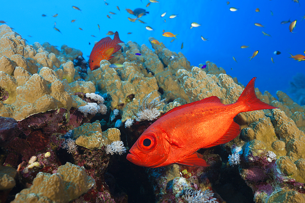 Crescent-tail Bigeye, Priacanthus hamrur, St. Johns, Red Sea, Egypt