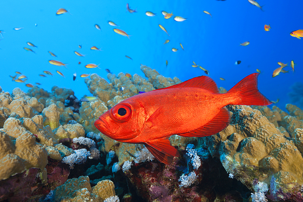 Crescent-tail Bigeye, Priacanthus hamrur, St. Johns, Red Sea, Egypt