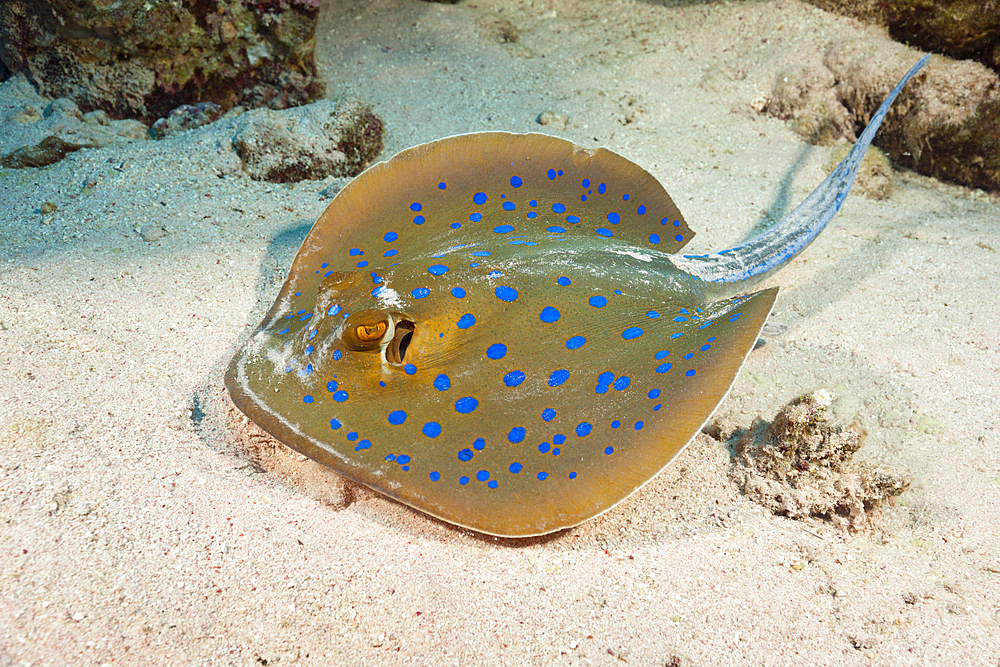 Bluespotted Ribbontail Ray, Taeniura lymma, St. Johns, Red Sea, Egypt