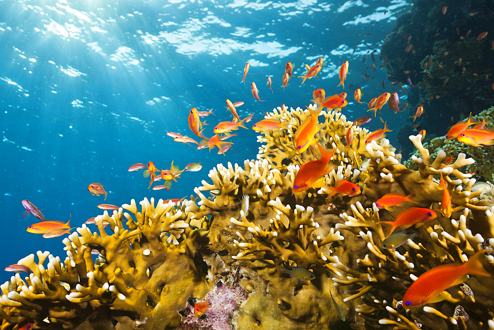 Lyretail Anthias and Fire Corals, Pseudanthias squamipinnis, St. Johns, Red Sea, Egypt