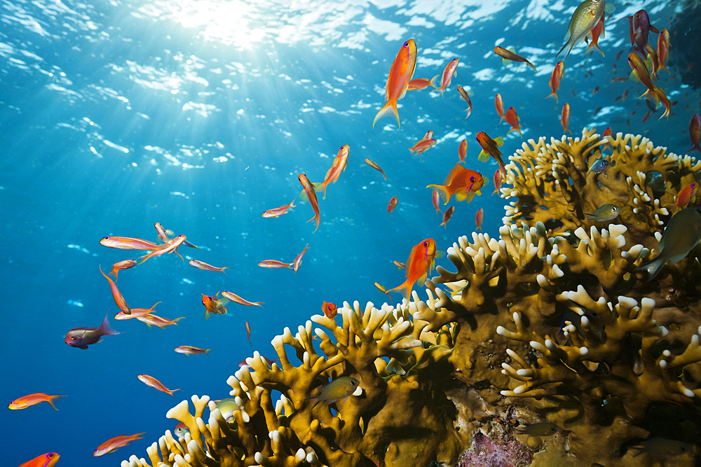 Lyretail Anthias and Fire Corals, Pseudanthias squamipinnis, St. Johns, Red Sea, Egypt