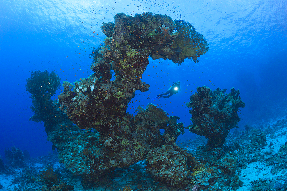 Scuba Diver and Coral, Paradise Reef, Red Sea, Egypt