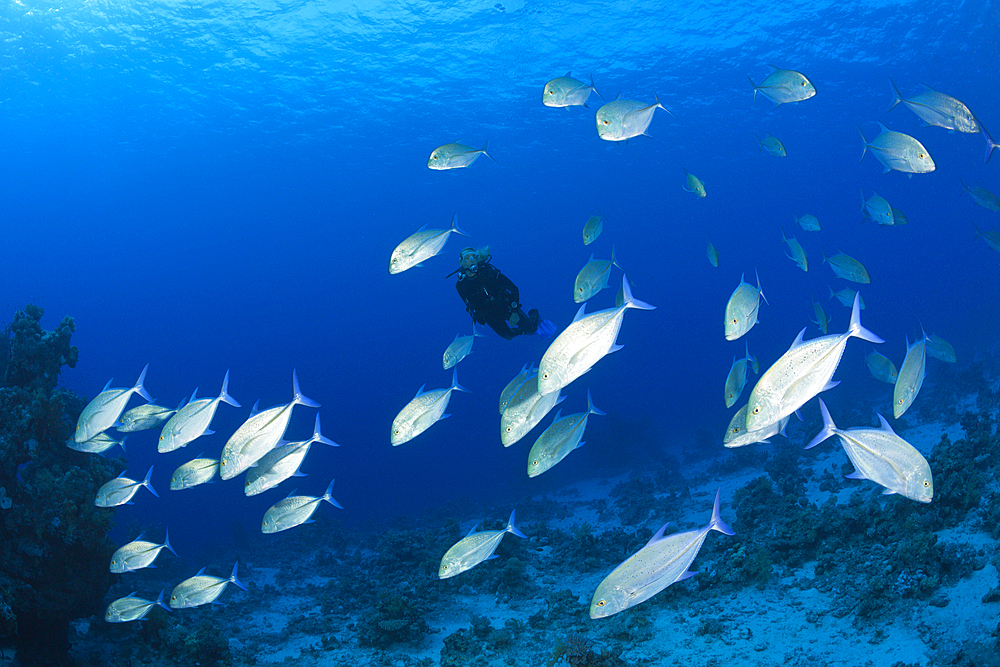 Scuba Diver and Shoal of Bluefin Trevally, Caranx melampygus, Paradise Reef, Red Sea, Egypt