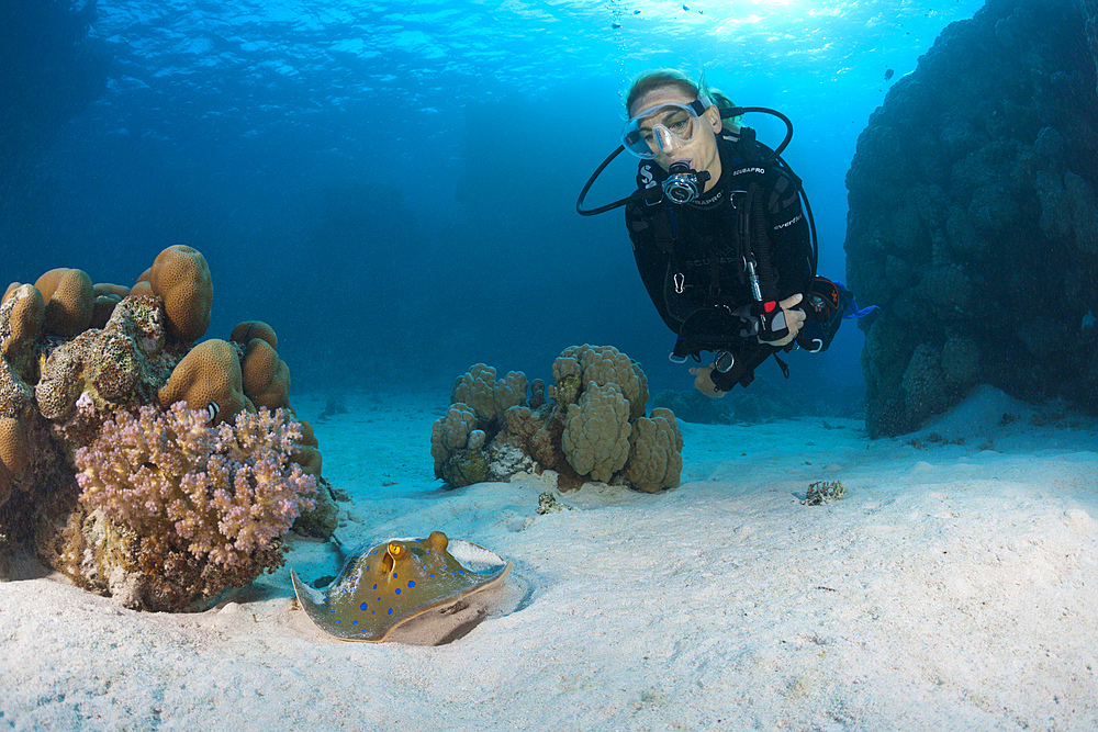 Scuba Diver and Bluespotted Ribbontail Ray, Taeniura lymma, Paradise Reef, Red Sea, Egypt