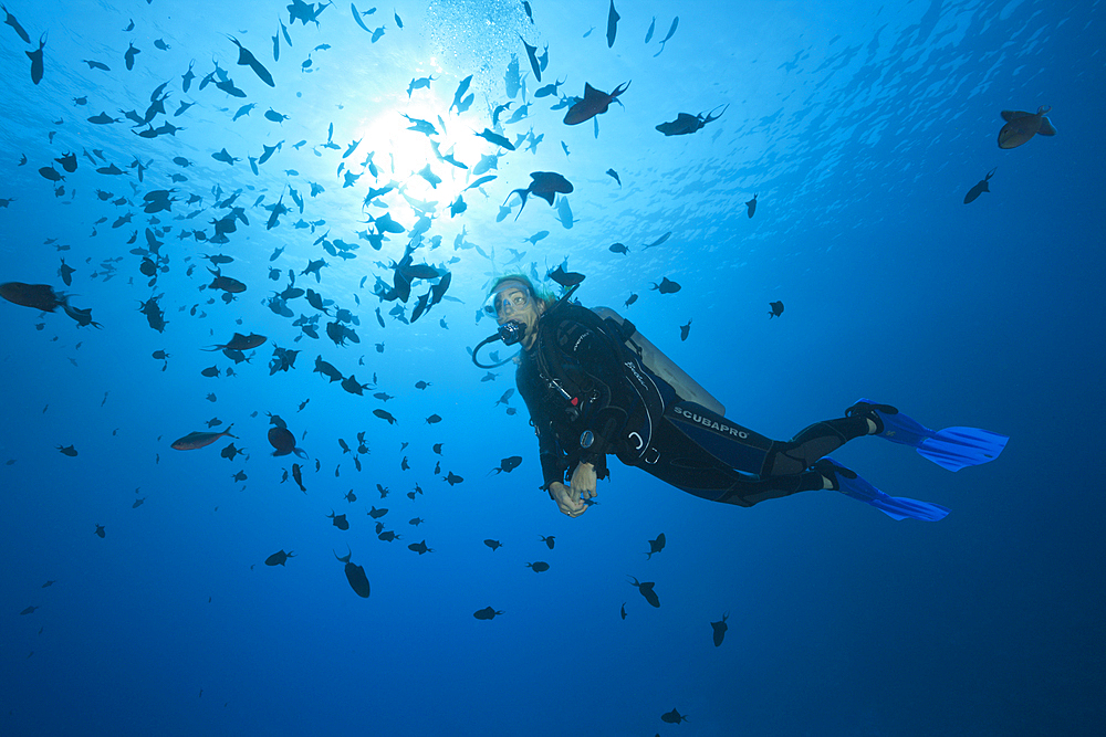 Scuba Diver and Shoal of Redtooth Triggerfish, Odonus niger, St. Johns, Red Sea, Egypt