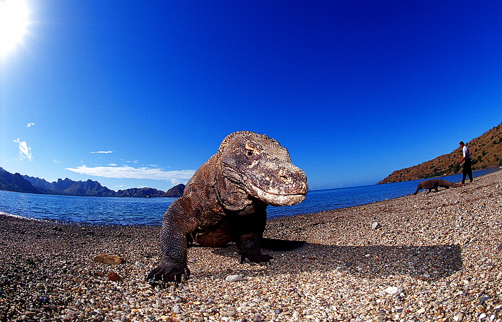 Komodo dragon in natural environment, Varanus komodoensis, Indonesia, Indian Ocean, Komodo National Park