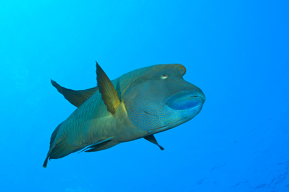 Napoleon Humpback Wrasse, Cheilinus undulatus, St. Johns, Red Sea, Egypt